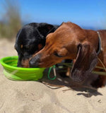 Collapsible Travel Bowl - FasHUN Hounds