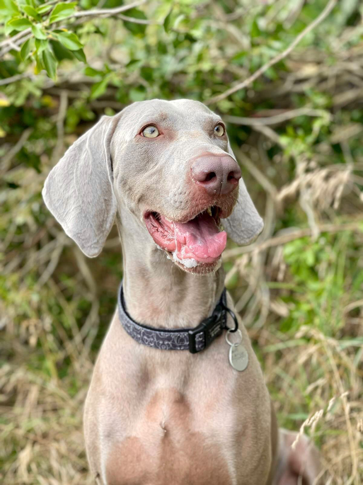 The Bark Side Collar